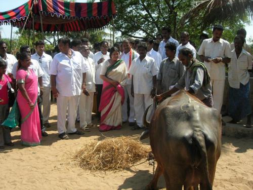 Kavali-MLA-Parvathamma-Distributed-Buffelows